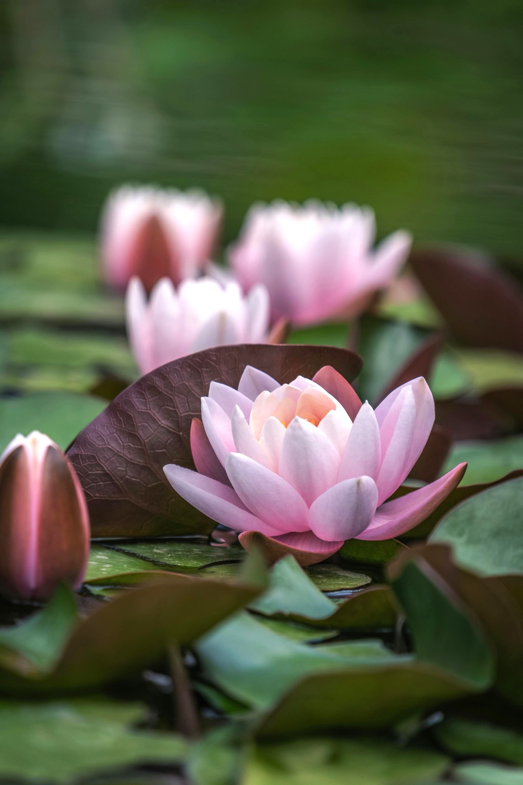 De vrouwen van&nbsp;NamChai